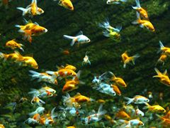 fish-3639058_1920