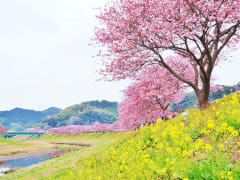 Japan_Shizuoka_Izu_Kawazu_Sakura_Cherry_blossom_shutterstock_442713670