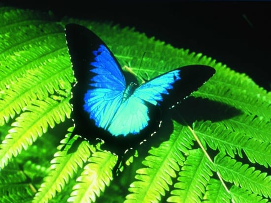 世界遺産キュランダ オーストラリアン・バタフライ・サンクチュアリー入園チケット★幸せを呼ぶ青い蝶「ユリシス」を見つけよう！