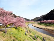 Japan_Shizuoka_Izu_Kawazu_Sakura_Cherry_blossom_shutterstock_727653895 (1)
