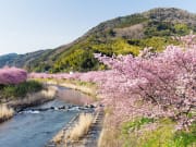 Japan_Shizuoka_Izu_Kawazu_Sakura_Cherry_blossom_shutterstock_404322355