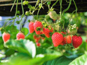 Strawberry picking in Kawazu
