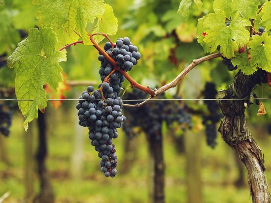 shutterstock_58918528