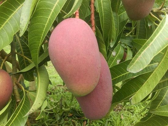mango-7-crop