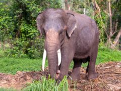 Koh Phangan Safari Elephant eating grass