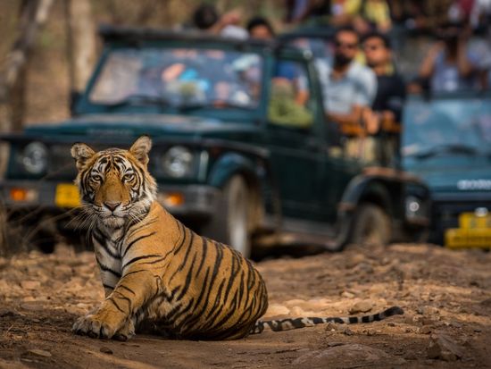 India_Ranthambore National Park_shutterstock_12