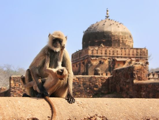 India_Ranthambore National Park_shutterstock_206567290
