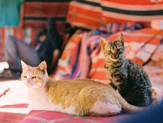 ヨルダンに行ったら必見の世界遺産を効率よく大満喫！ペトラ遺跡1日観光＜貸切／英語／アンマン発着／昼食オプションあり＞