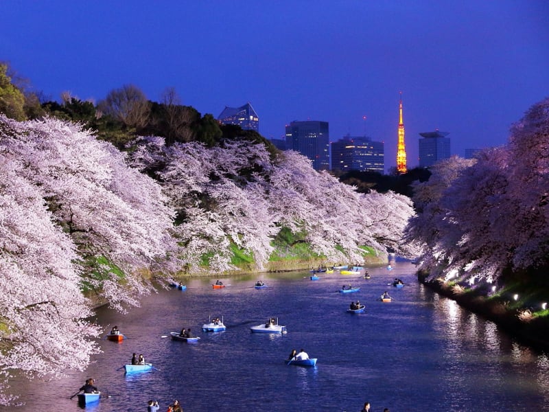 東京お花見バスツアー 夜桜の隅田川花見船と千鳥ヶ淵の桜 浅草老舗の江戸名物料理付き 3 4月 夕食付 東京駅発 By はとバス 東京の観光 遊び 体験 レジャー専門予約サイト Veltra ベルトラ