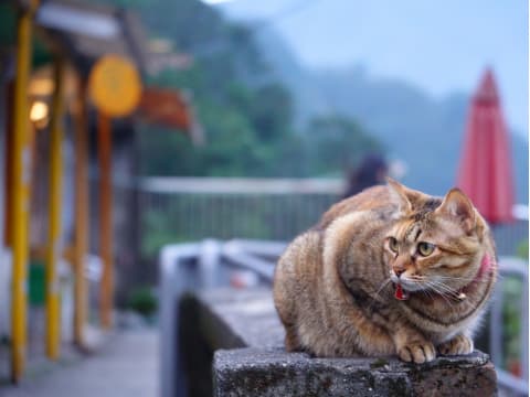 【貸切】九份・十分（天燈上げ）・十分の滝ツアー　定番観光地2か所に猫好き必見の猫村付きプランなどゆったり観光＜日本語ドライバー／市内希望場所へお送り可＞