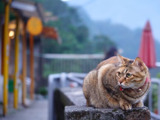【貸切】九份・十分（天燈上げ）・十分の滝ツアー　猫村付きプランあり ＜日本語ドライバー＞