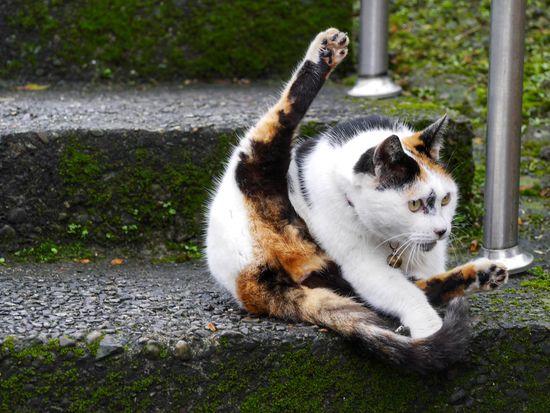 Taiwan_Houtong_cat_shutterstock_1242254617