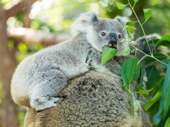 caversham wildlife park koala biting on a leaf
