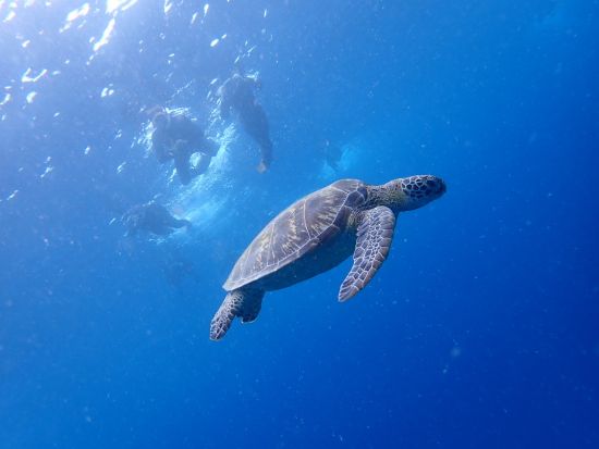 マンタとウミガメシュノーケリングツアー　半日で幻の島上陸も満喫できる！＜半日／市街地送迎／石垣島発＞
