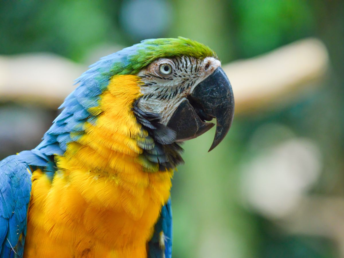 birds of brazil ブラジル 野鳥 写真集