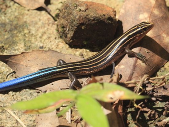ホタルナイトツアー 夜の森に広がる幻想的なホタルの乱舞＜2～6月／市街地送迎無料／石垣島＞