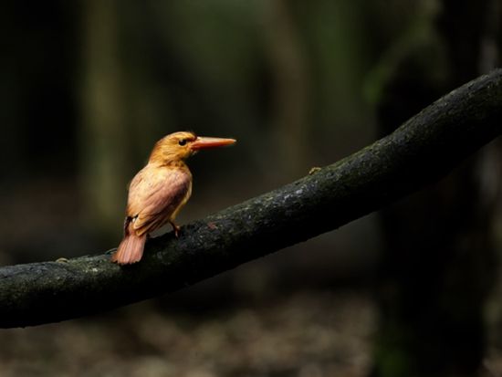 ホタルナイトツアー 夜の森に広がる幻想的なホタルの乱舞＜2～6月／市街地送迎無料／石垣島＞