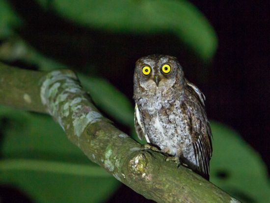 ホタルナイトツアー 夜の森に広がる幻想的なホタルの乱舞＜2～6月／市街地送迎無料／石垣島＞