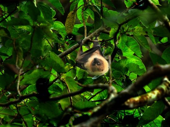 ホタルナイトツアー 夜の森に広がる幻想的なホタルの乱舞＜2～6月／市街地送迎無料／石垣島＞