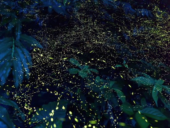 ホタルナイトツアー 夜の森に広がる幻想的なホタルの乱舞＜2～6月／市街地送迎無料／石垣島＞