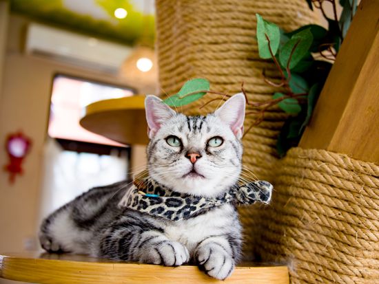 Generic_ cat_cafe_shutterstock_1169750413