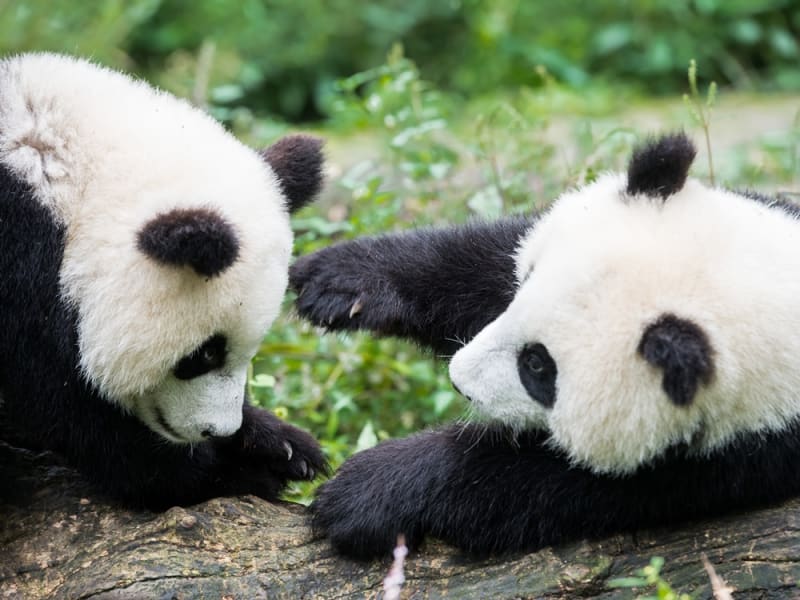 China_Sichuan_Bifengxia_Nature_Reserve_Panda_