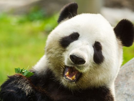 2泊3日ツアー　西安＆成都☆兵馬俑＋秦始皇帝陵＋武候祠＋パンダ研究センター＜貸切／新幹線利用／食事付／日本語ガイド／西安発・成都着＞