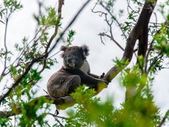 koala conservation center