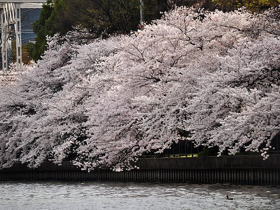 春の淀川の舟運 お花見クルーズ 大川沿いの桜並木を満喫 船内持ち込みok 毛馬閘門で水位調整体験 鍵屋資料館入館付 21年 4 2 5 大阪の観光 遊び 体験 レジャー専門予約サイト Veltra ベルトラ 春の淀川の舟運 お花見クルーズ 大川沿いの桜並木を満喫 船内持ち込みok 毛馬閘門で水位調整体験 鍵屋資料館入館付 21年 4 2 5 大阪の観光 遊び 体験 レジャー専門予約サイト Veltra ベルトラ
