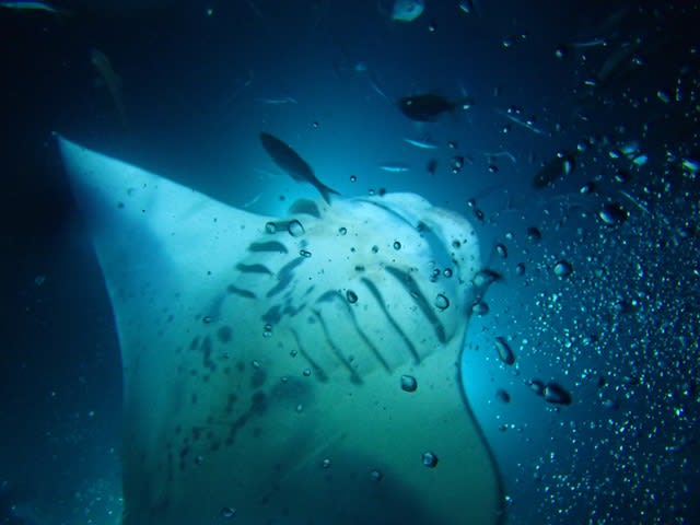 琉球ガラス　マンタ　クジラ　イルカ