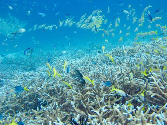 【乾季限定】カタビーチ シュノーケリング or ダイビングツアー＜日本語／ホテル送迎付＞ by 常夏屋