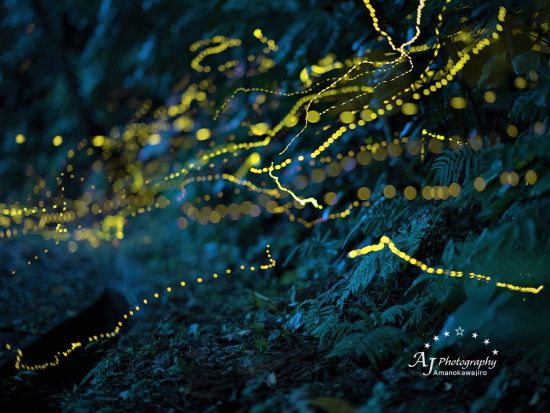 ホタルナイトツアー プロフォトグラファーが厳選したヤエヤマホタルの名所へ！当日17時まで予約OK＜3～5月／石垣島＞