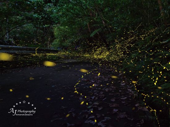 ホタルナイトツアー プロフォトグラファーが厳選したヤエヤマホタルの名所へ！当日17時まで予約OK＜3～5月／石垣島＞