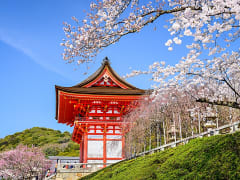 cherry blossom_shutterstock_248704504