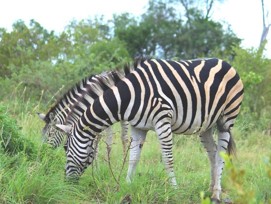 【ヨハネスブルグ発着 1泊2日】クルーガー国立公園サファリ　ゲームドライブ2回＜混載／英語／市内or空港送迎＞
