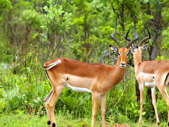【ケープタウン発着 2泊3日】往復フライト付き クルーガー国立公園+パノラマルート＜混載／英語／市内or空港送迎＞