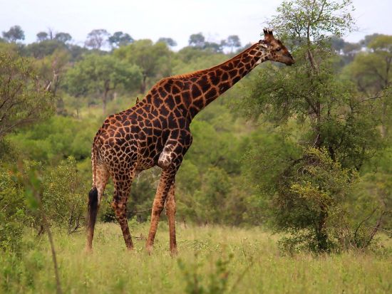 【ケープタウン発着 2泊3日】往復フライト付き クルーガー国立公園サファリ ゲームドライブ3回＜混載／英語／市内or空港送迎＞