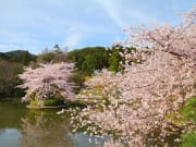 Japan_Kyoto_Ryuanji_Temple_Cherry_Blossom_Sakura_Spring_shutterstock_137275433