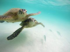 キャプテン ブルース 天国の海 サンドバー 砂洲 シュノーケリング ウミガメウォッチクルーズ 選べるカイルア散策プラン ハワイ オアフ島 ホノルル の観光 オプショナルツアー専門 Veltra ベルトラ キャプテン ブルース 天国の海 サンドバー 砂洲 シュノーケリング ウミガメウォッチクルーズ 選べるカイルア散策プラン ハワイ オアフ島 ホノルル の観光 オプショナルツアー専門 Veltra ベルトラ