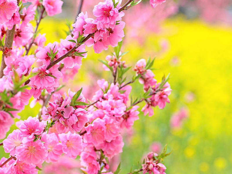 sakura cherry blossoms with canola flowers