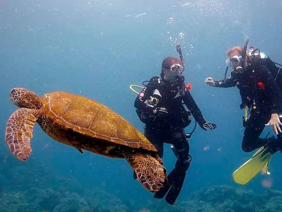 ファンダイビング　ボートでしか行けない地形ポイントへ！リフレッシュコースあり＜ボート／2ダイブ＞by Hilo Ocean Adventures