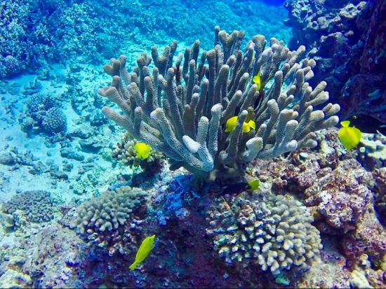 ヒロ湾 シュノーケリングツアー 　最大6名までの少人数制で穏やかな海を探索 ＜軽食付き／英語ガイド／ヒロ地区発＞