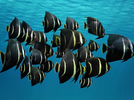 プナルウ黒砂海岸 シュノーケリングツアー　ウミガメの生息地として有名な黒砂のビーチで体験 ＜軽食付き／英語ガイド／ヒロ地区発＞