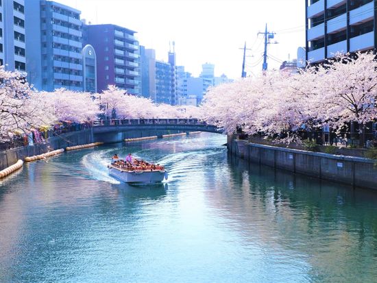 横浜 大岡川お花見クルーズ 桜花爛漫 枝垂れる桜並木の間近で運航 桜木町 黄金町区間 3 4月 船内持ち込みok 横浜市 横浜 みなとみらいの観光 遊び 体験 レジャー専門予約サイト Veltra ベルトラ 横浜 大岡川お花見クルーズ 桜花爛漫 枝垂れる桜並木の間近で運航 桜木町 黄金町区間 3 4月 船内持ち込みok 横浜市 横浜 みなとみらいの観光 遊び 体験 レジャー専門予約サイト Veltra ベルトラ