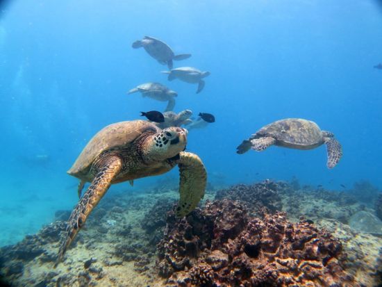 体験ダイビング　ウミガメの遭遇率が高いダイビングポイントへご案内 ＜ボート／2ダイブ／日本語インストラクター貸切＞ by アプアダイビング