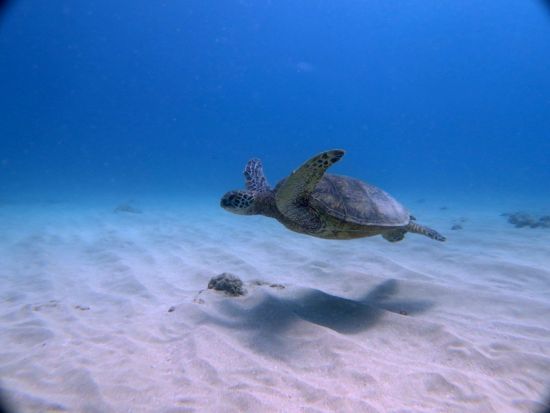 体験ダイビング　ウミガメの遭遇率が高いダイビングポイントへご案内 ＜ボート／2ダイブ／日本語インストラクター貸切＞ by アプアダイビング
