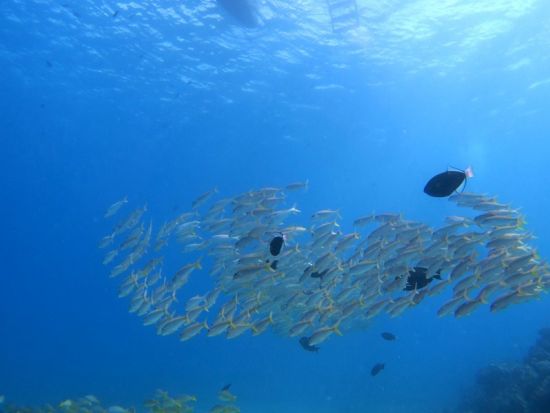 体験ダイビング　ウミガメの遭遇率が高いダイビングポイントへご案内 ＜ボート／2ダイブ／日本語インストラクター貸切＞ by アプアダイビング