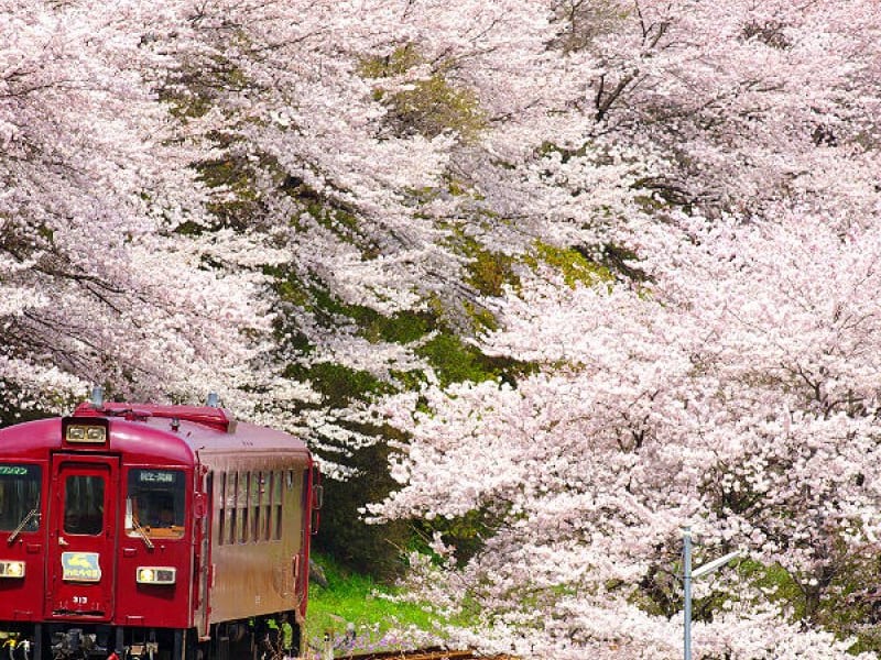 train going through sakura cherry blossoms 