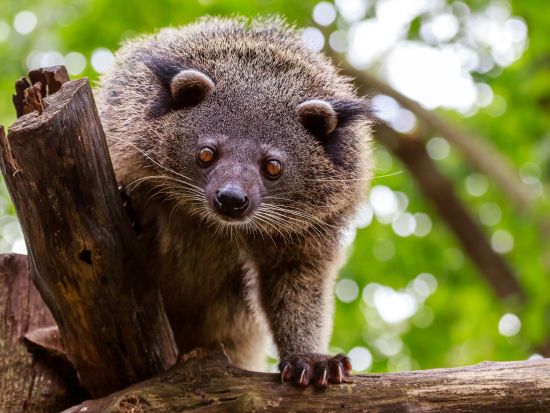 シンガポール ナイトサファリツアー　日本語含むマルチ音声トラム確約 ＜夕食付きプランあり＞