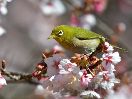 Japanese white-eye perched on sakura